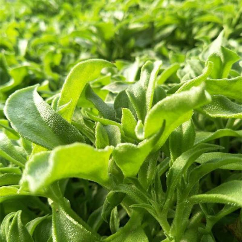 水晶冰菜种子四季阳台盆栽原装冰草种子养生特色有机栽培蔬菜