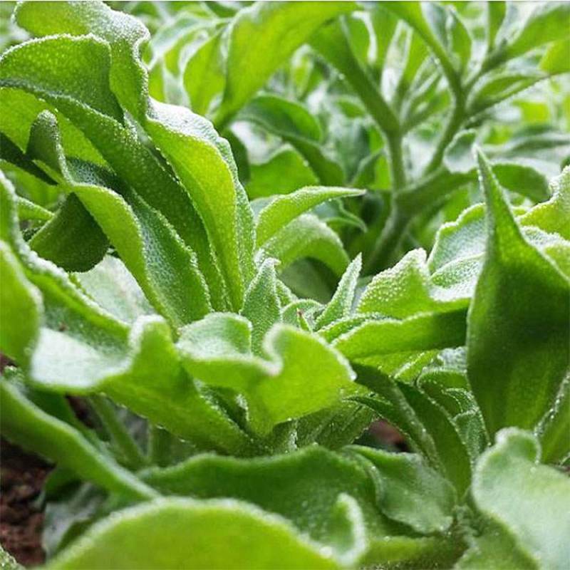水晶冰菜种子四季阳台盆栽原装冰草种子养生特色有机栽培蔬菜