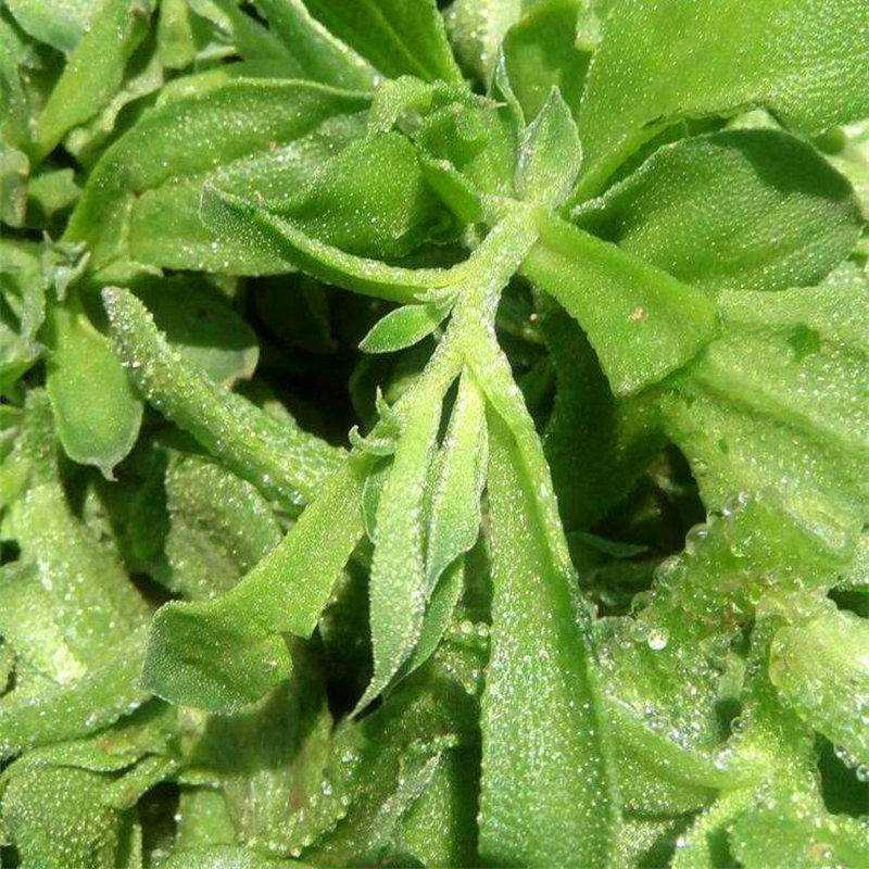 水晶冰菜种子四季阳台盆栽原装冰草种子养生特色有机栽培蔬菜