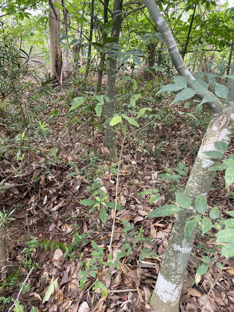 自己空地，种发财树，有想收购的请联系我，价格再聊，