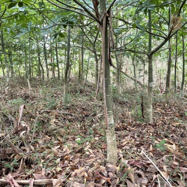 自己空地，种发财树，有想收购的请联系我，价格再聊，