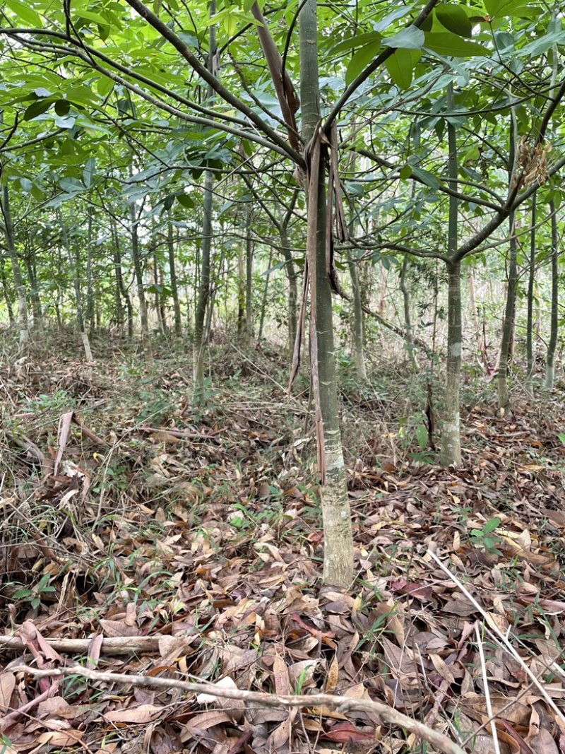 自己空地，种发财树，有想收购的请联系我，价格再聊，