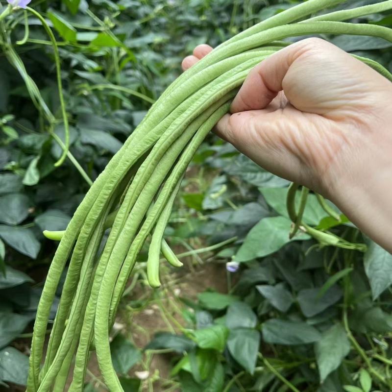 豇豆豆角产地一手货源支持发货欢迎咨询订购
