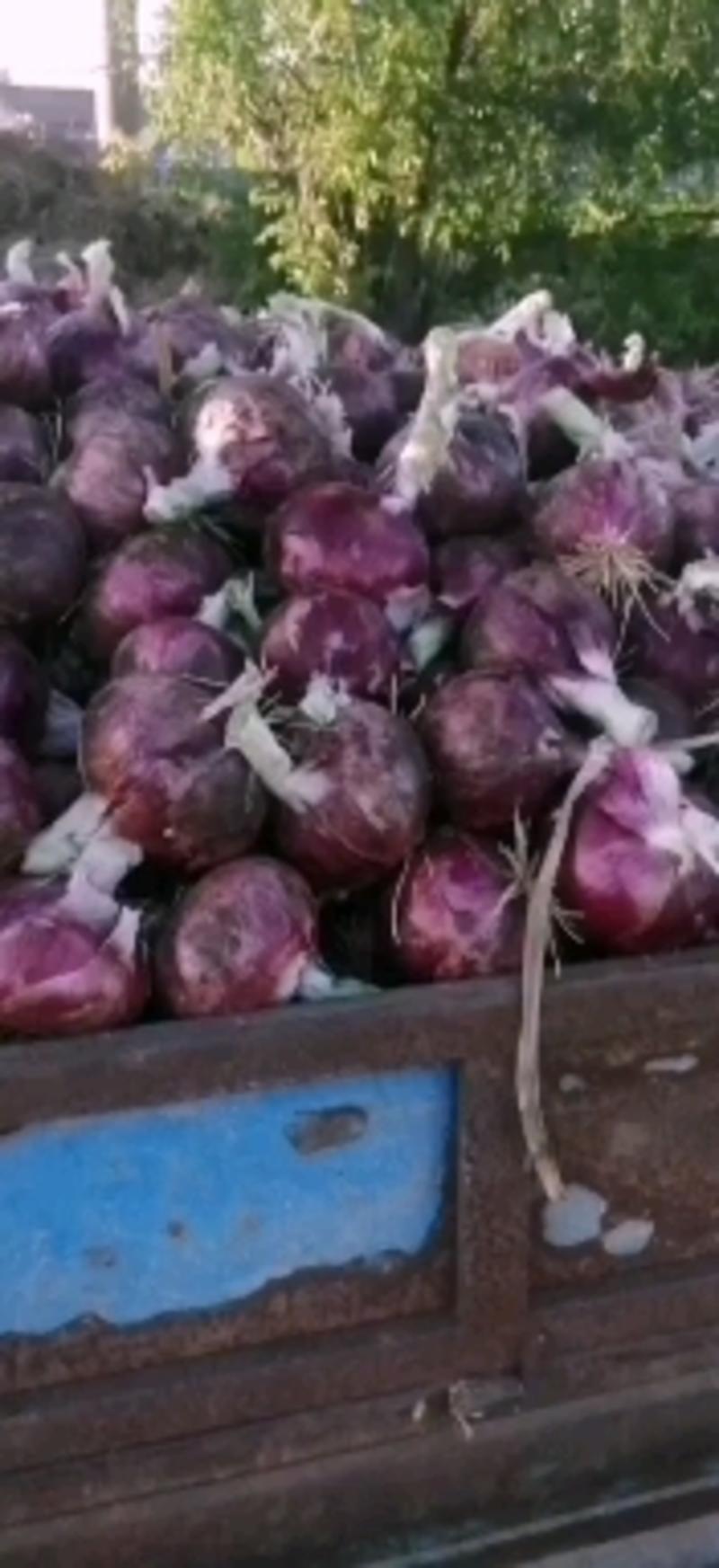 山东洋葱，精品紫皮洋葱大量上市，货源充足，价格便宜。