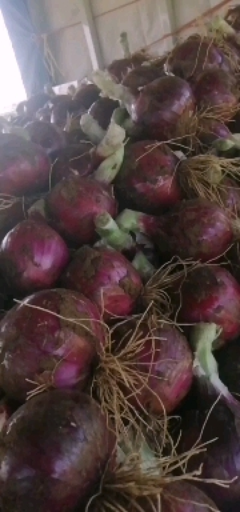 山东洋葱，精品紫皮洋葱大量上市，货源充足，价格便宜。
