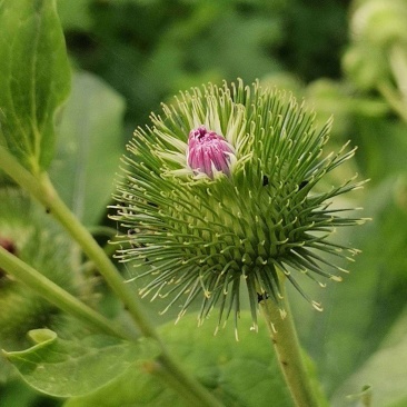新牛蒡种子四季种植野生大力子牛蒡子种籽牛蒡根阳台盆栽蔬菜