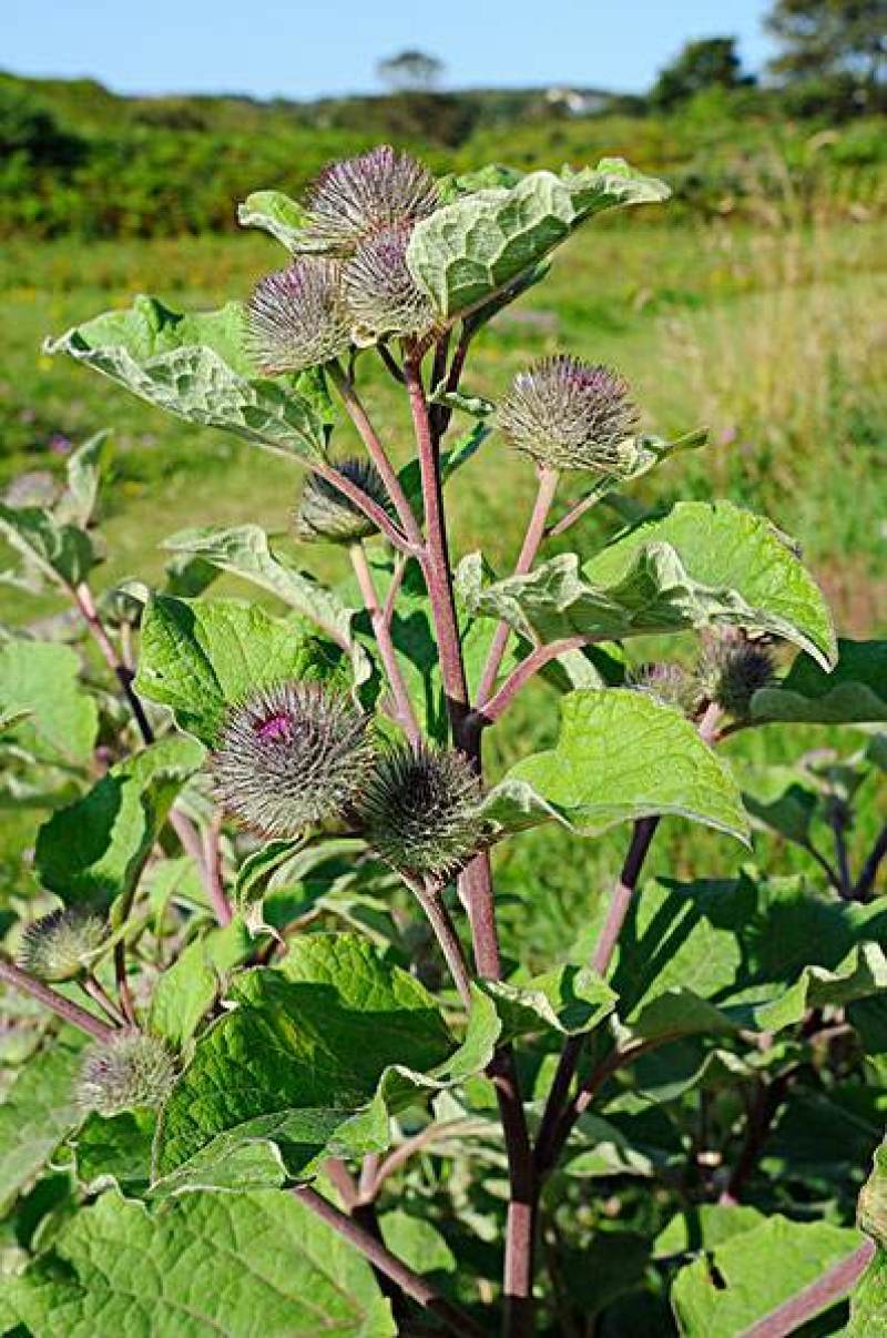 新牛蒡种子四季种植野生大力子牛蒡子种籽牛蒡根阳台盆栽蔬菜