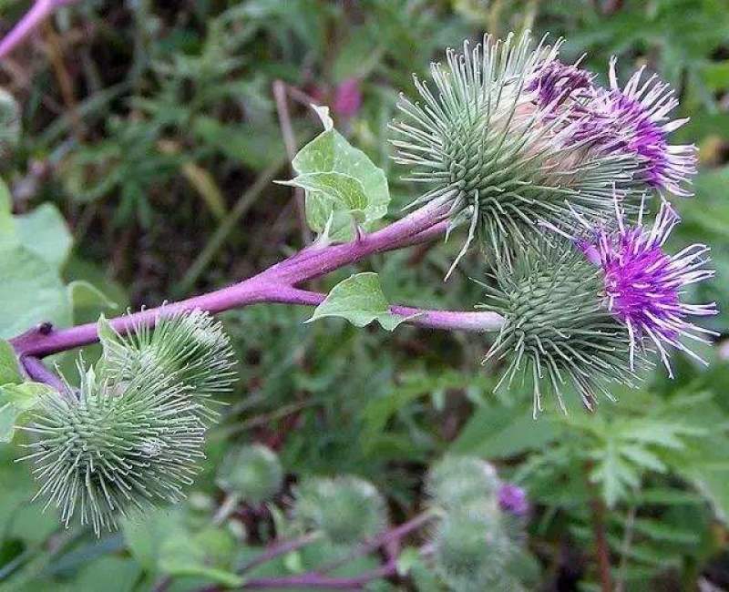 新牛蒡种子四季种植野生大力子牛蒡子种籽牛蒡根阳台盆栽蔬菜
