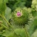 新牛蒡种子四季种植野生大力子牛蒡子种籽牛蒡根阳台盆栽蔬菜