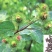 新牛蒡种子四季种植野生大力子牛蒡子种籽牛蒡根阳台盆栽蔬菜