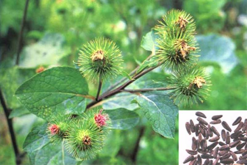 新牛蒡种子四季种植野生大力子牛蒡子种籽牛蒡根阳台盆栽蔬菜