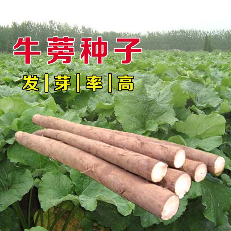 新牛蒡种子四季种植野生大力子牛蒡子种籽牛蒡根阳台盆栽蔬菜