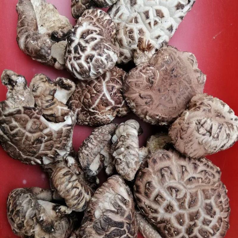 椴木香菇
