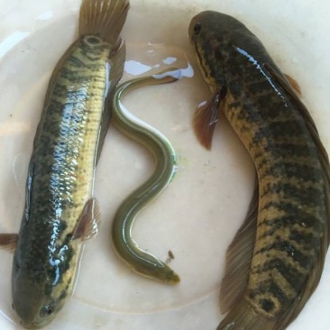 七星鱼淡水鱼，生长快、产量高；生活力强