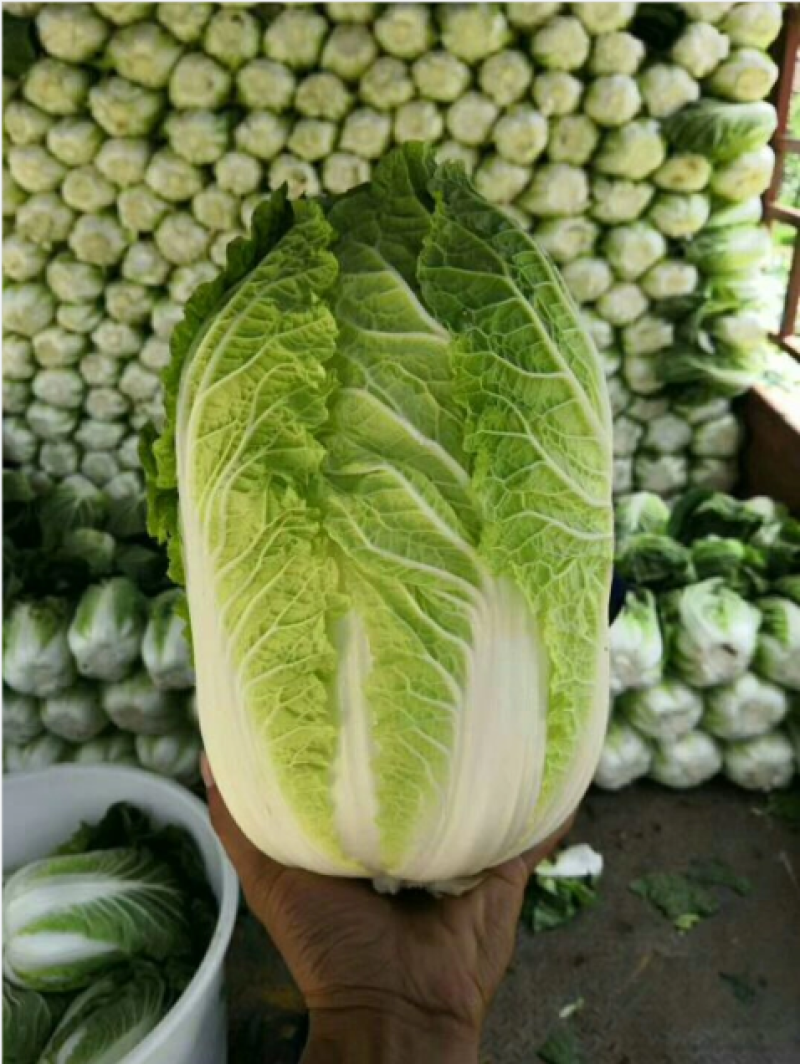 【黄心白菜】蔚县草沟堡乡产地发货量大从优，全国发货
