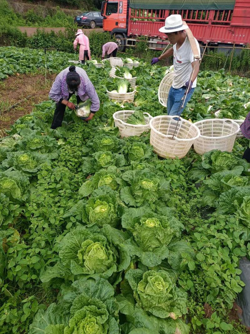云南精品大白菜产地直销欢迎来电