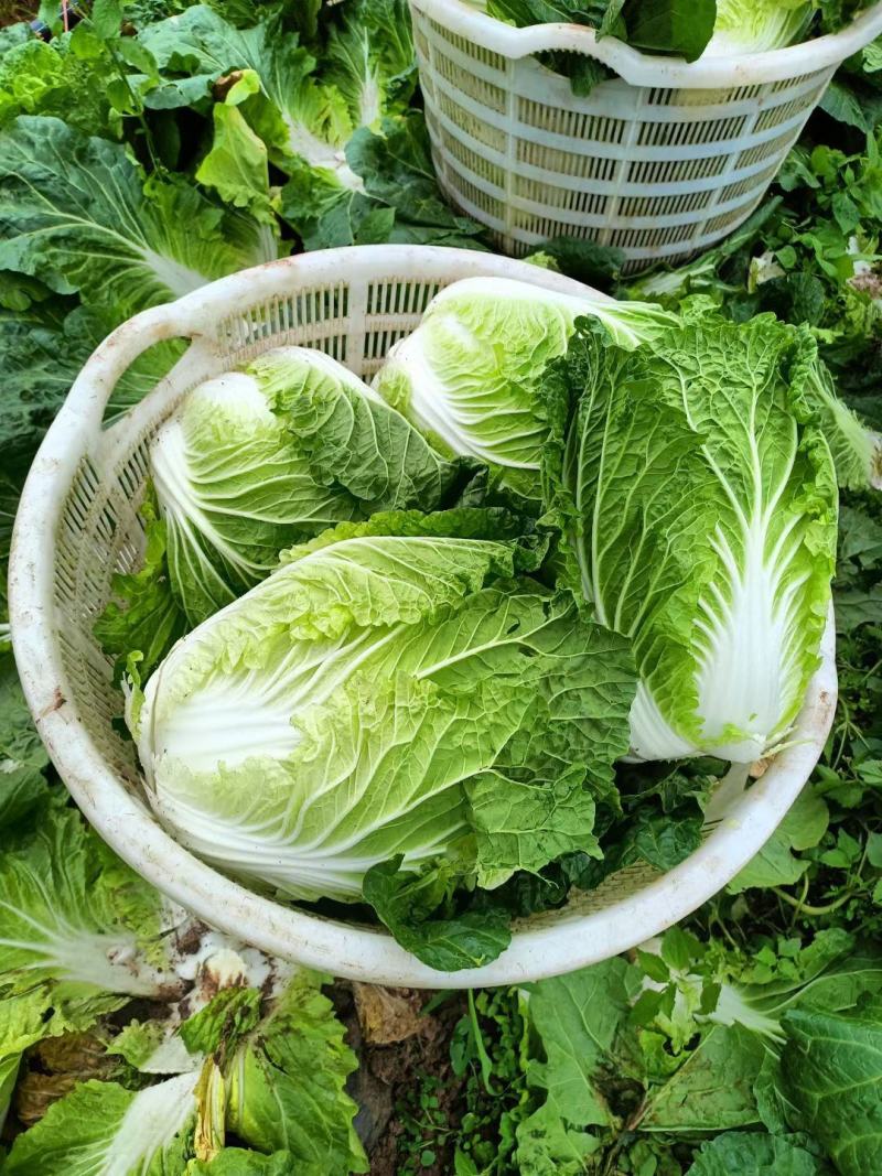云南精品大白菜产地直销欢迎来电