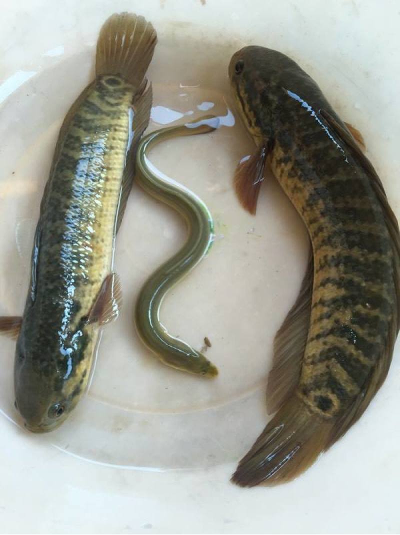 七星鱼淡水鱼，生长快、产量高；生活力强