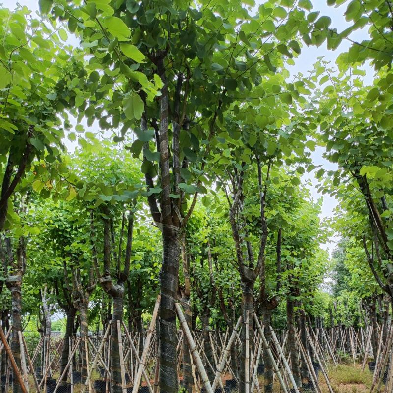 宫粉紫荆12-18公分大量出售，基地直销，规格齐全。