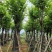 宫粉紫荆12-18公分大量出售，基地直销，规格齐全。