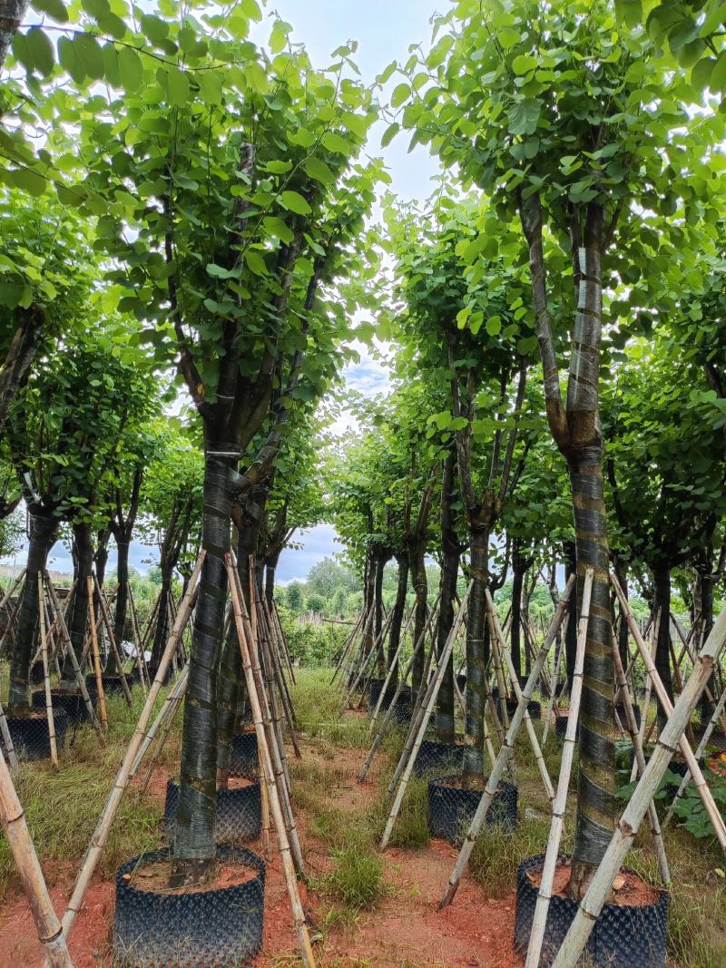 宫粉紫荆12-18公分大量出售，基地直销，规格齐全。