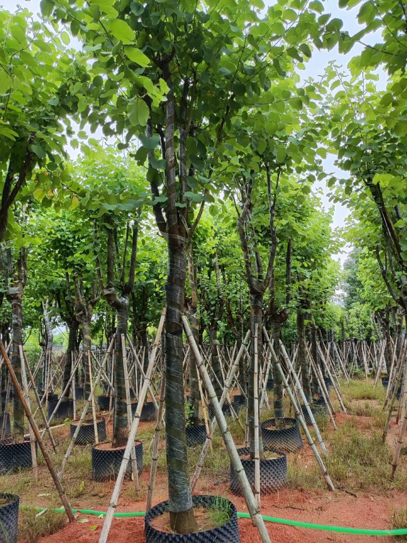宫粉紫荆12-18公分大量出售，基地直销，规格齐全。