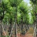 宫粉紫荆12-18公分大量出售，基地直销，规格齐全。