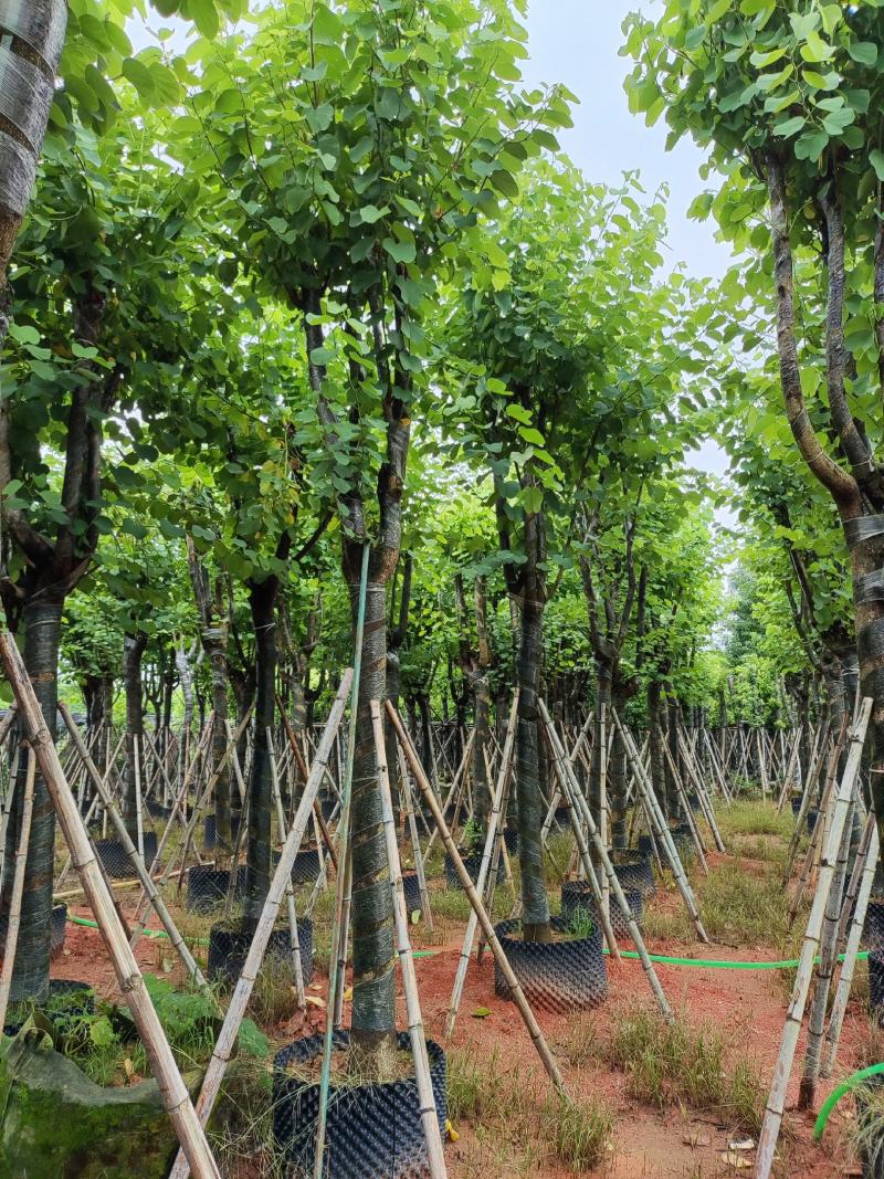 宫粉紫荆12-18公分大量出售，基地直销，规格齐全。