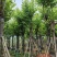 宫粉紫荆12-18公分大量出售，基地直销，规格齐全。