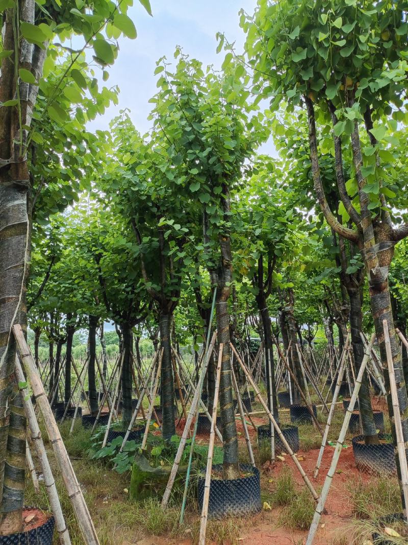 宫粉紫荆12-18公分大量出售，基地直销，规格齐全。