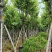 宫粉紫荆12-18公分大量出售，基地直销，规格齐全。