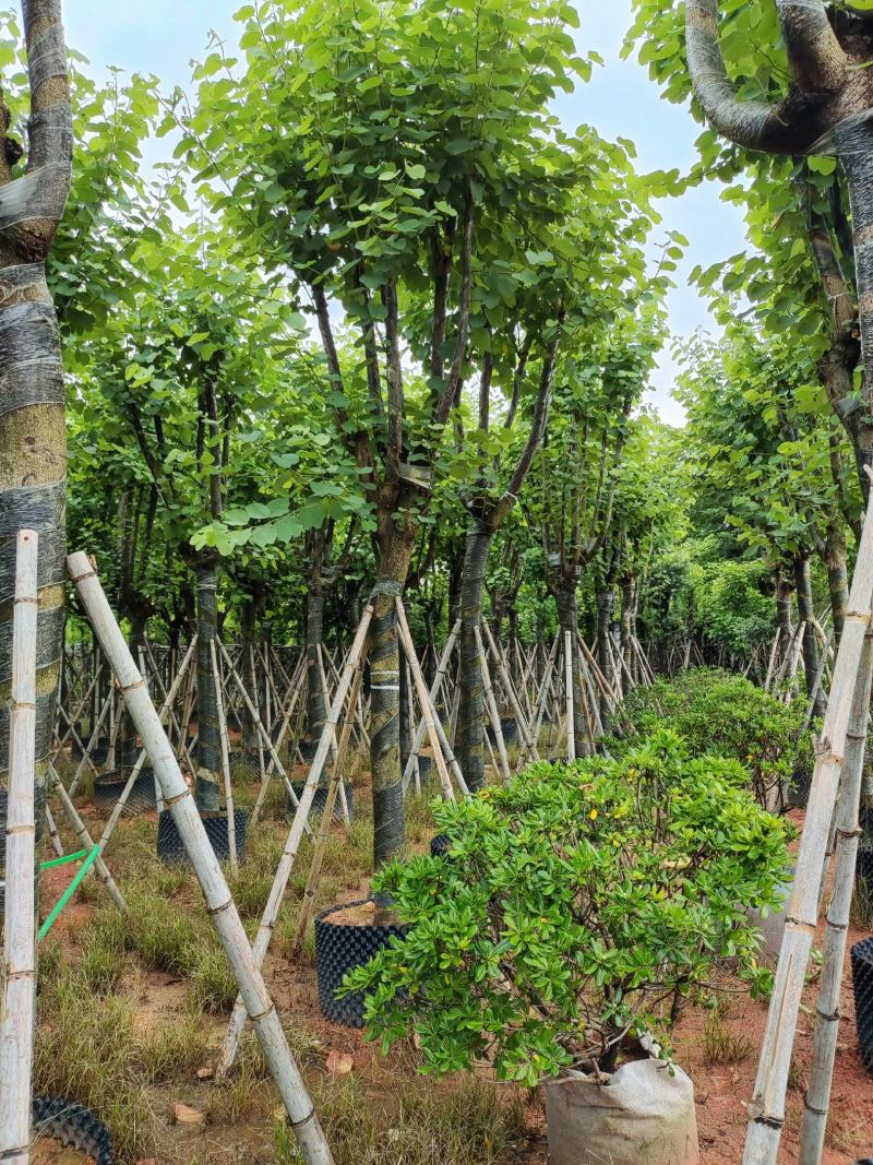 宫粉紫荆12-18公分大量出售，基地直销，规格齐全。