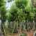 宫粉紫荆12-18公分大量出售，基地直销，规格齐全。