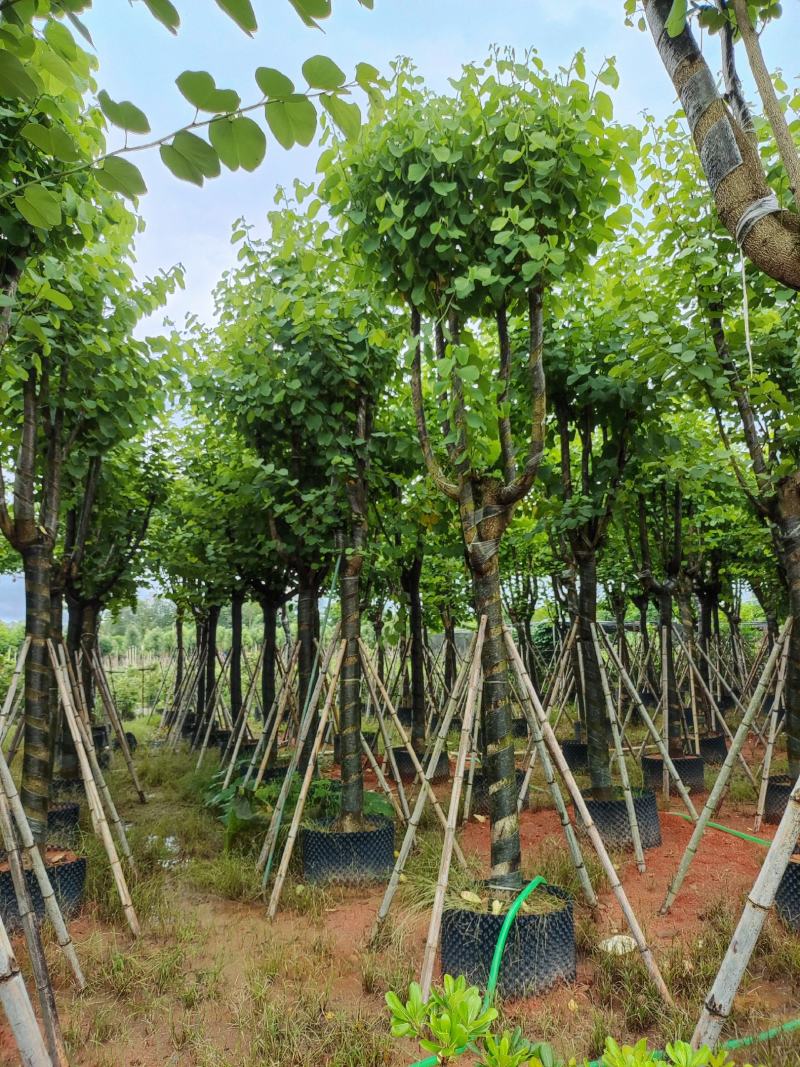 宫粉紫荆12-18公分大量出售，基地直销，规格齐全。