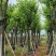 宫粉紫荆12-18公分大量出售，基地直销，规格齐全。