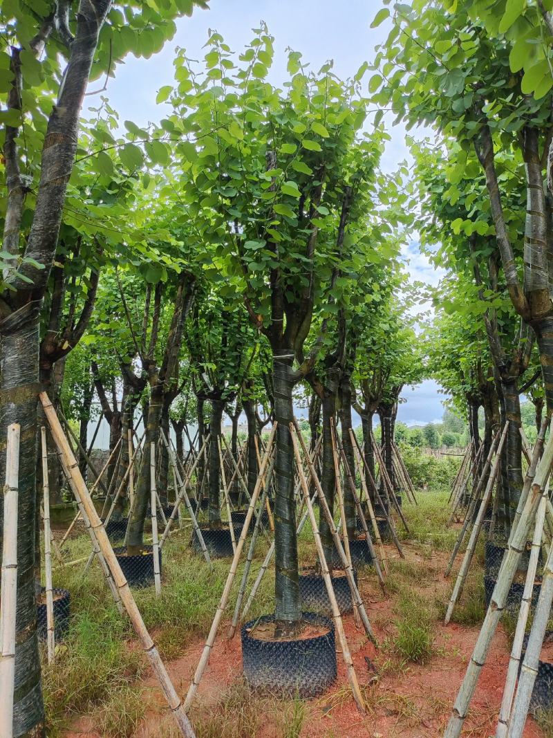 宫粉紫荆12-18公分大量出售，基地直销，规格齐全。
