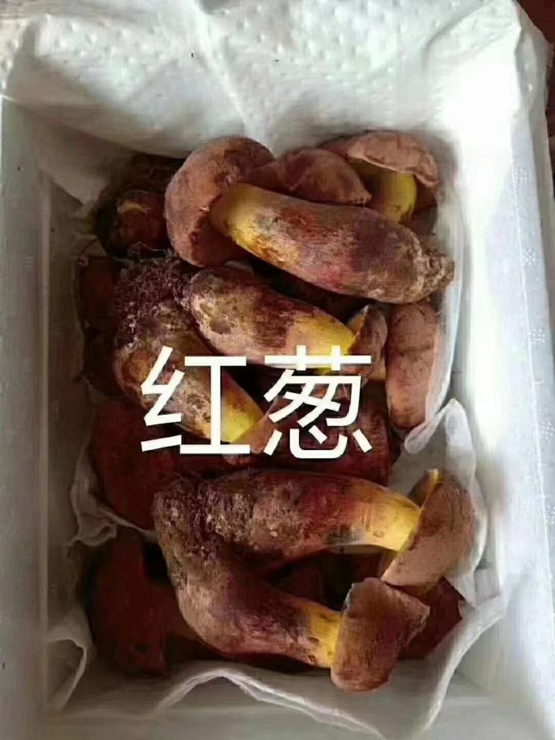 各类野生菌白葱红见手青鹅菌马耳朵靑扛杨柳菌