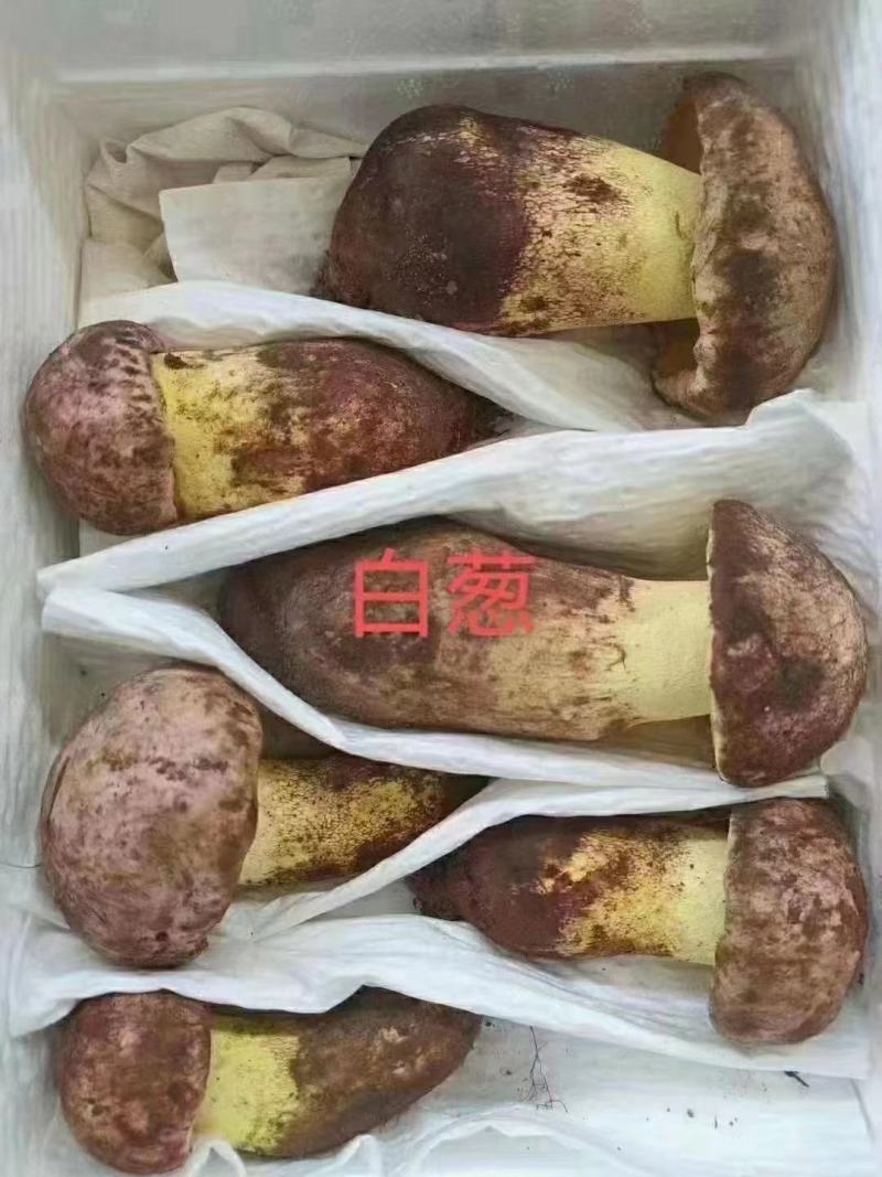 各类野生菌白葱红见手青鹅菌马耳朵靑扛杨柳菌