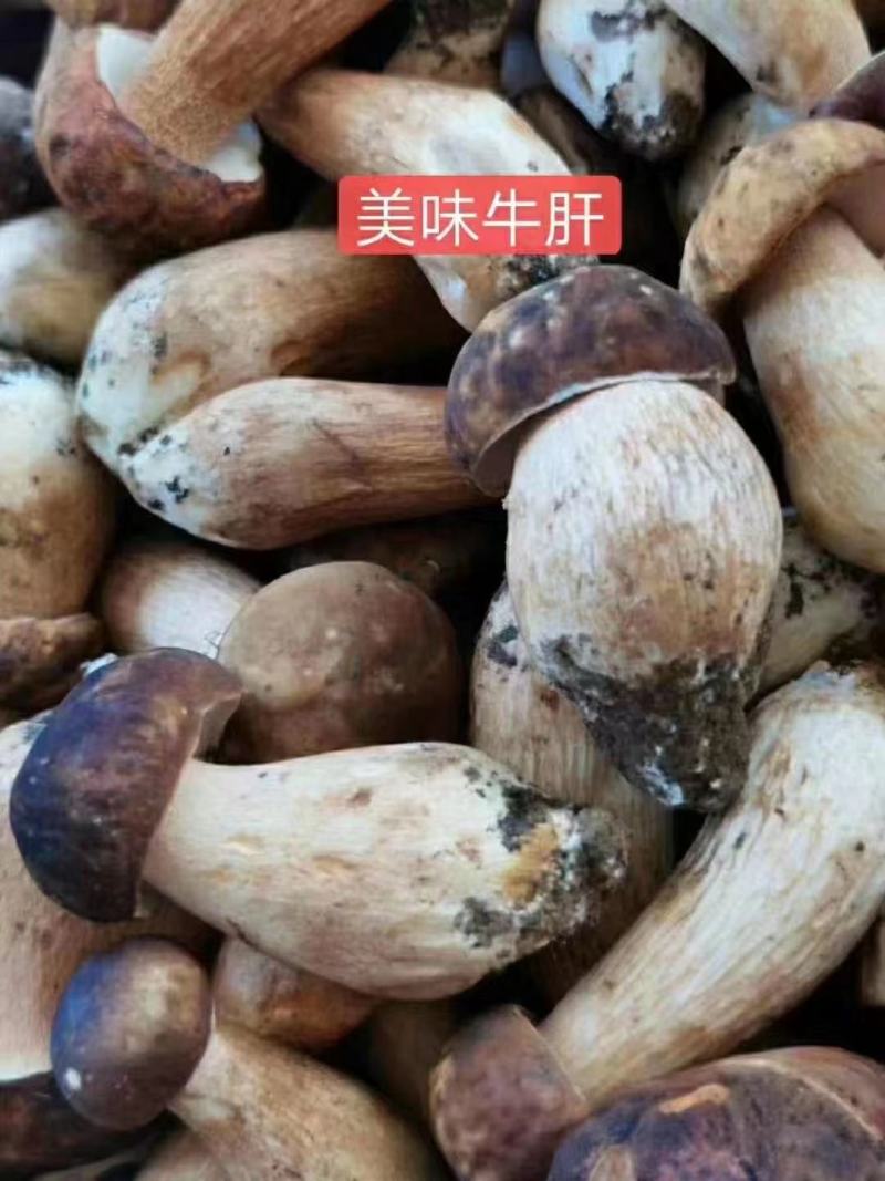 各类野生菌白葱红见手青鹅菌马耳朵靑扛杨柳菌