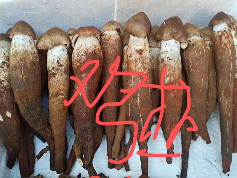 各类野生菌白葱红见手青鹅菌马耳朵靑扛杨柳菌
