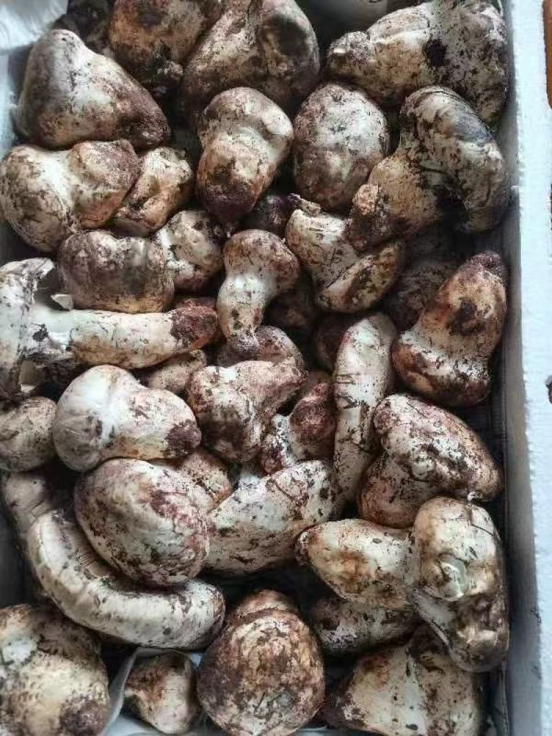 优质野生菌老人头***食用菌可全国发货品质保证