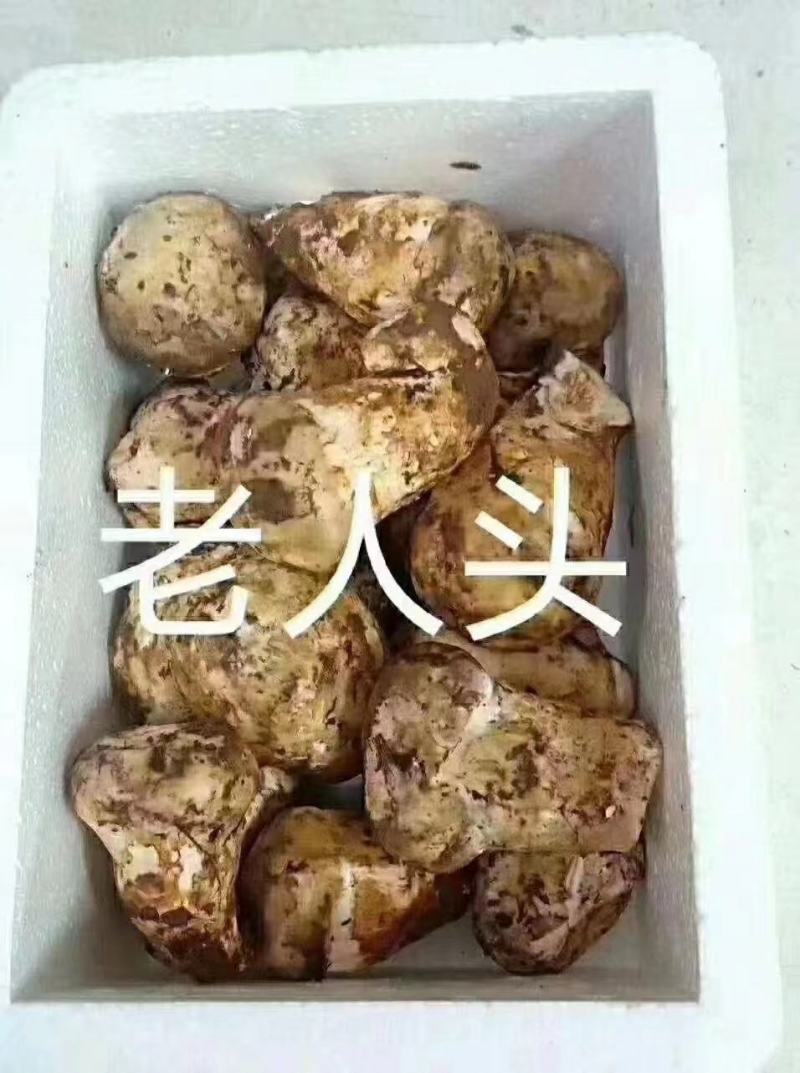 优质野生菌老人头***食用菌可全国发货品质保证