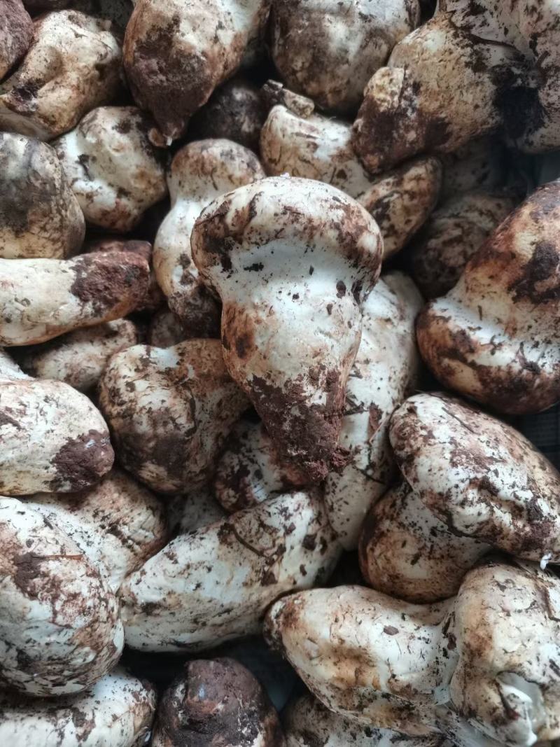 优质野生菌老人头***食用菌可全国发货品质保证