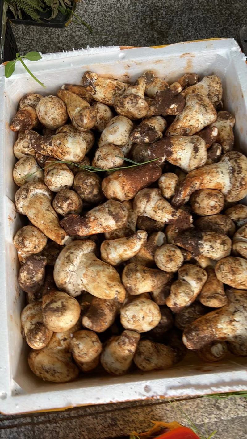 优质野生菌老人头***食用菌可全国发货品质保证