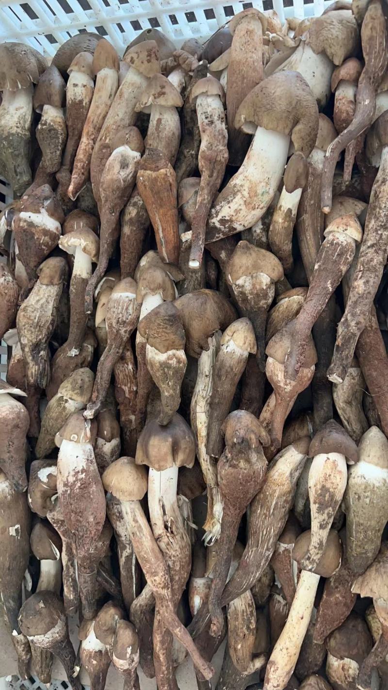 野生鸡枞也叫斗鸡公***食用菌营养价值高精品质量保证
