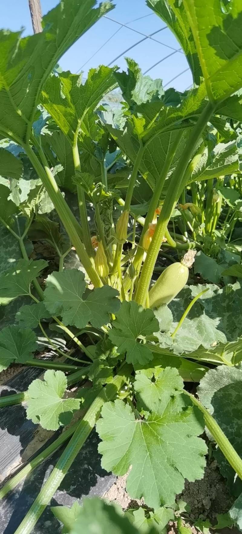 大量精品西葫芦大量上市。需要的老板联系
