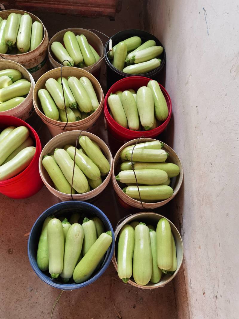 大量精品西葫芦大量上市。需要的老板联系