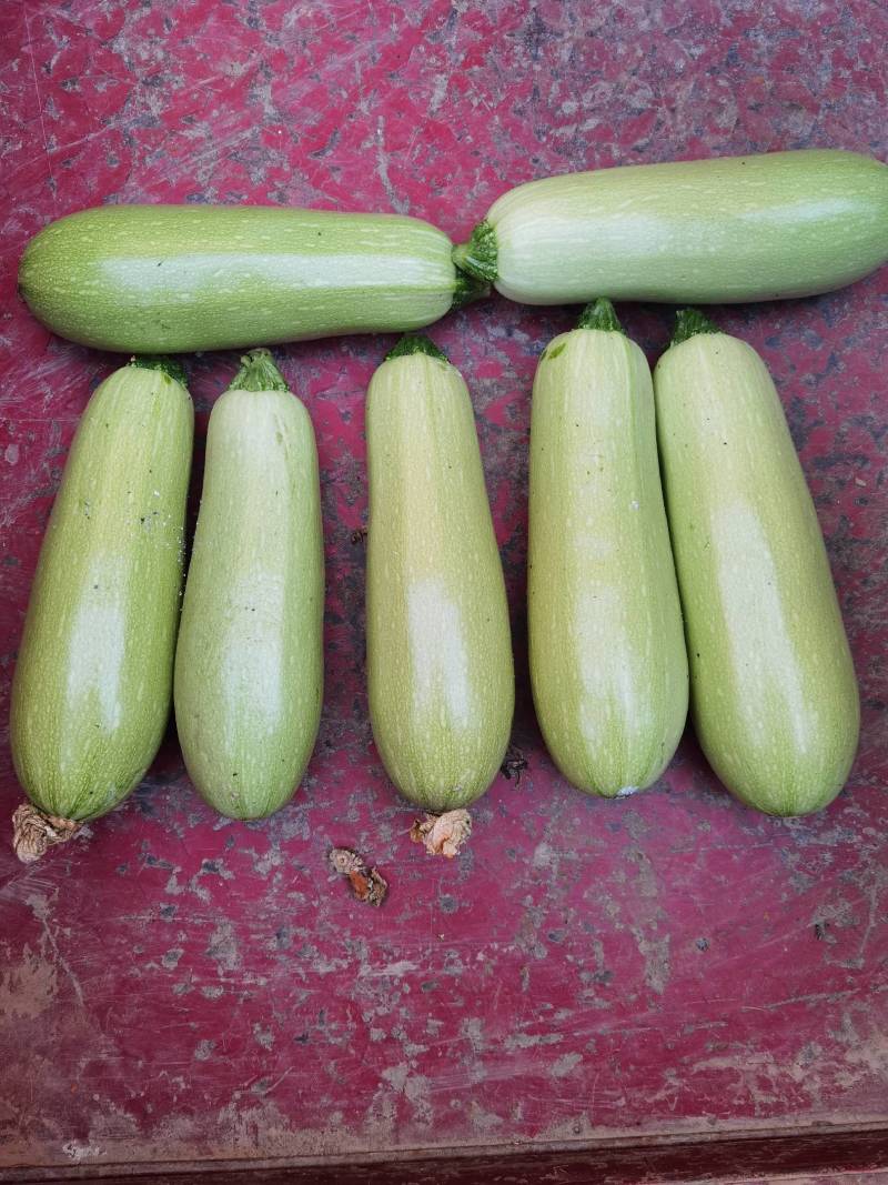 大量精品西葫芦大量上市。需要的老板联系