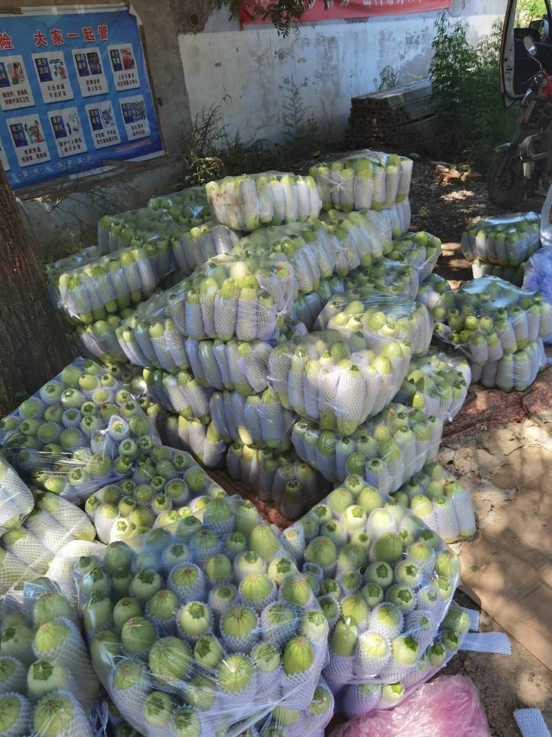 大量精品西葫芦大量上市。需要的老板联系