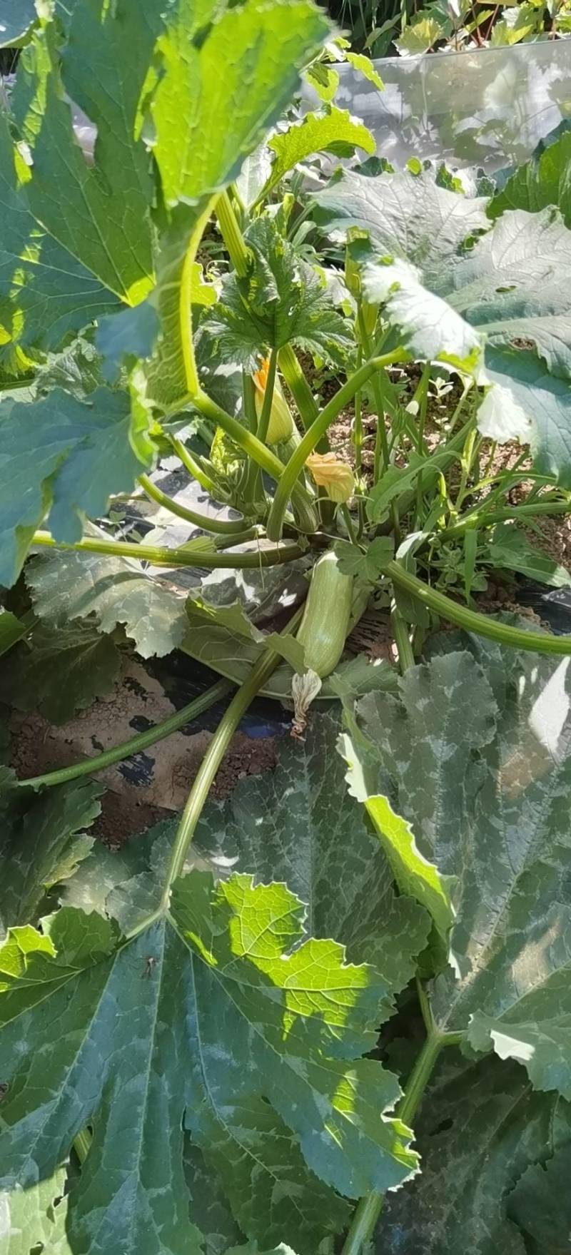 大量精品西葫芦大量上市。需要的老板联系